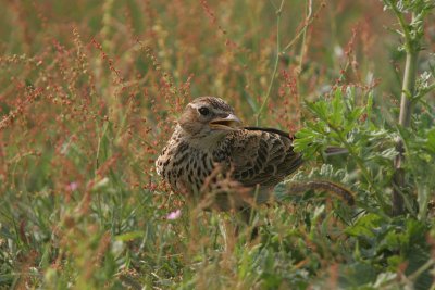 Sky Lark - Veldleeuwerik