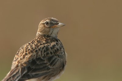 Sky Lark - Veldleeuwerik