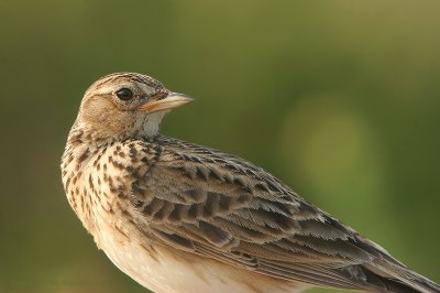Sky Lark - Veldleeuwerik