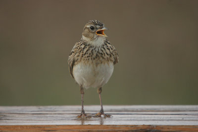 Sky Lark - Veldleeuwerik