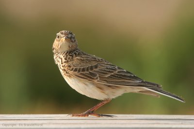 Sky Lark - Veldleeuwerik