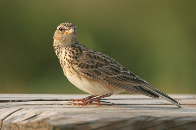 Sky Lark - Veldleeuwerik