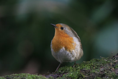 Robin - Roodborst