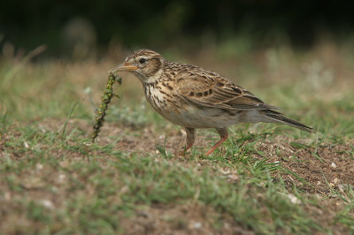 Sky Lark - Veldleeuwerik