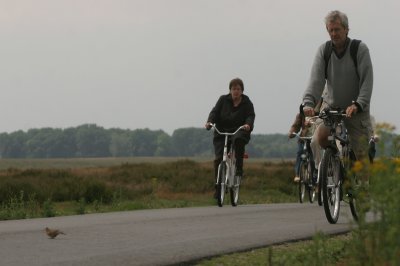 Sky Lark - Veldleeuwerik