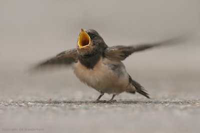 Barn swallow - Boerenzwaluw