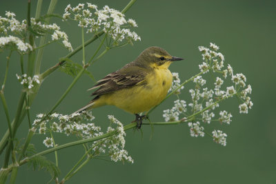 Yellow Wagtail - Engelse Kwikstaart