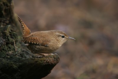 Winter Wren - Winterkoning