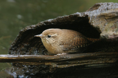 Winter Wren - Winterkoning