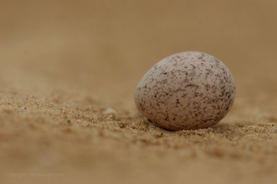 An egg of ... ? - Een ei van ... ?