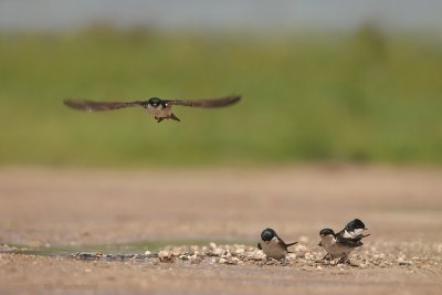 House Martin - Huiszwaluw