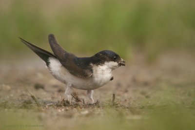 House Martin - Huiszwaluw