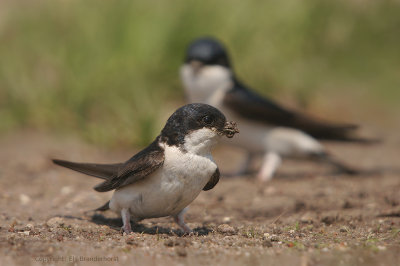 House Martin - Huiszwaluw