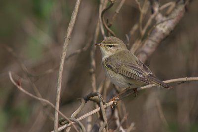 Willow Warbler - Fitis