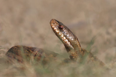Common Viper - Adder