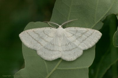 Common White Wave  - Witte grijsbandspanner