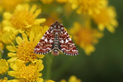 Beautiful Yellow Underwing - Roodbont heide-uiltje