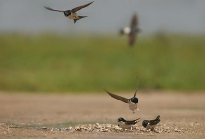 House Martin - Huiszwaluw