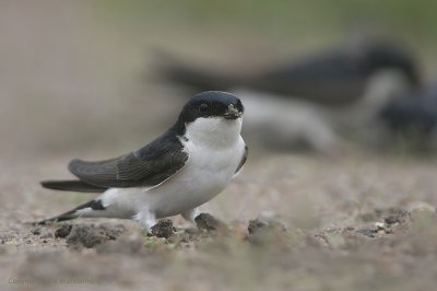 House Martin - Huiszwaluw