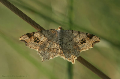 Peacock Moth - Gewoon Klaverblaadje