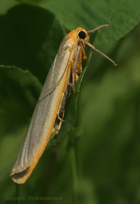 Common Footman - Eilema lurideola