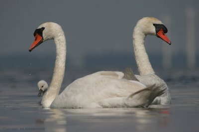 Mute Swan - Knobbelzwaan