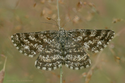 Common Heath - Gewone Heispanner