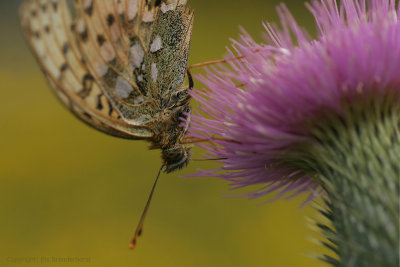 Dark green fritillary - Grote Parelmoervlinder