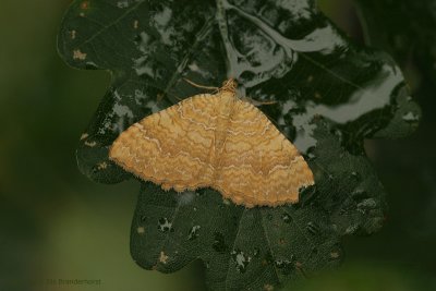 Yellow Shell - Gestreepte Goudspanner