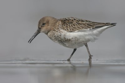 Dunlin - Bonte Strandloper