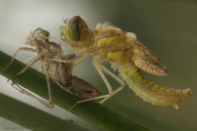 Black Darter - Zwarte Heidelibel