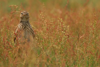 Sky Lark - Veldleeuwerik