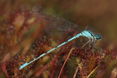 Damselfly - Waterjuffer