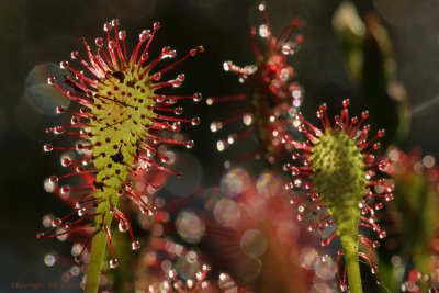 Spatulate-leaved sundew - Kleine zonnedauw