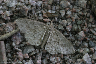 Geometridae - Variabele spikkelspanner