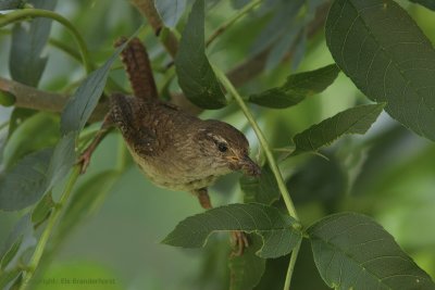 Winter Wren - Winterkoning