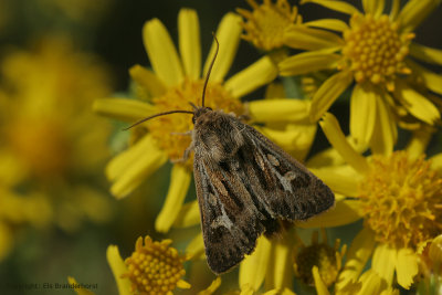 Antler moth - Bonte grasuil