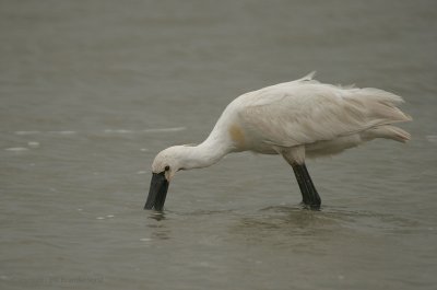 Spoonbill - Lepelaar