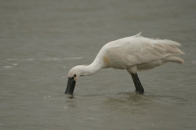 Spoonbill - Lepelaar