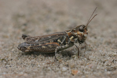 Mottled Grasshopper - Knopsprietje