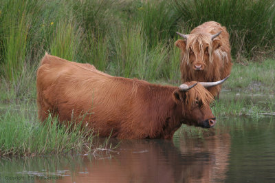 Bos Taurus - Schotse Hooglander