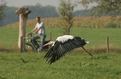 White stork - Ooievaar