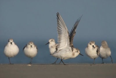 Sanderling - Drieteenstrandloper