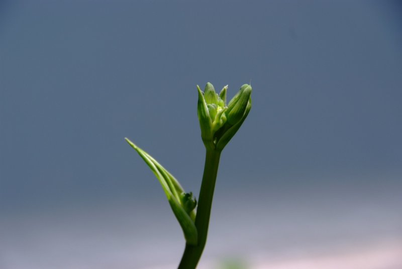 Almost Ready to Bloom