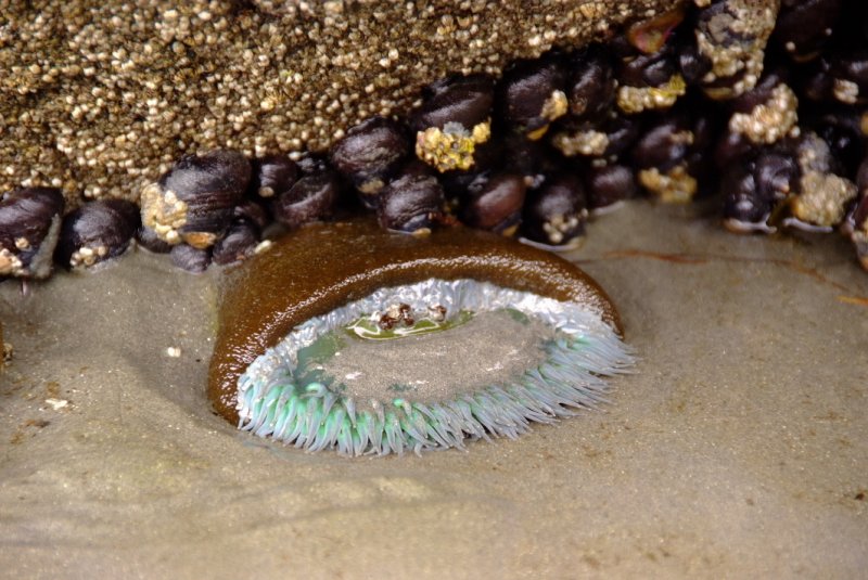 Green Anemone