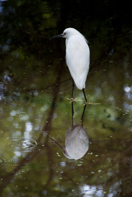 Brookgreen Gardens 2013