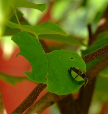 Leaf Cutters.. On Your Mark