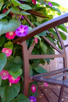 Morning Glory Chair