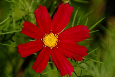 ?Red!!?  Cosmos