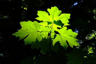 Interior Forests